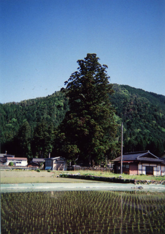 田植えが済んだ田んぼに樹齢約1000年の大杉。日本の原風景です