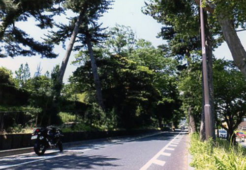 箱根駅伝の選手たちが駆け抜けていく東海道の松林。